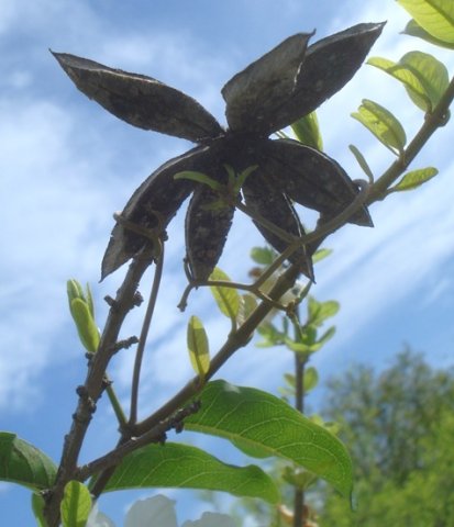 Xylotheca tettensis revelations by sunlight